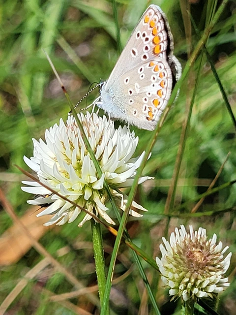 Aricia artaxerxes issekutzi - bükki szerecsenboglárka