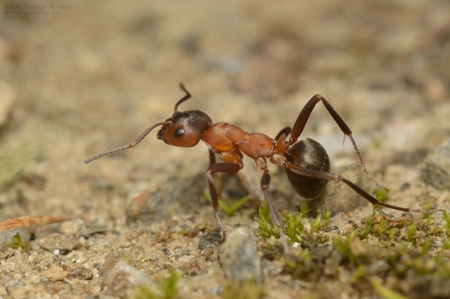 Formica sanguinea - vérvörös rablóhangya