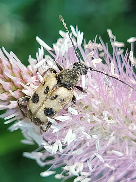 Pachytodes cerambyciformis - változékony virágcincér