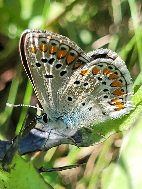 Aricia artaxerxes issekutzi - bükki szerecsenboglárka