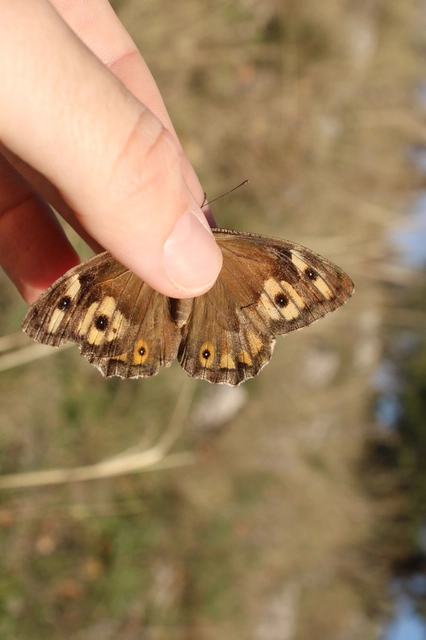 Hipparchia semele - barna szemeslepke