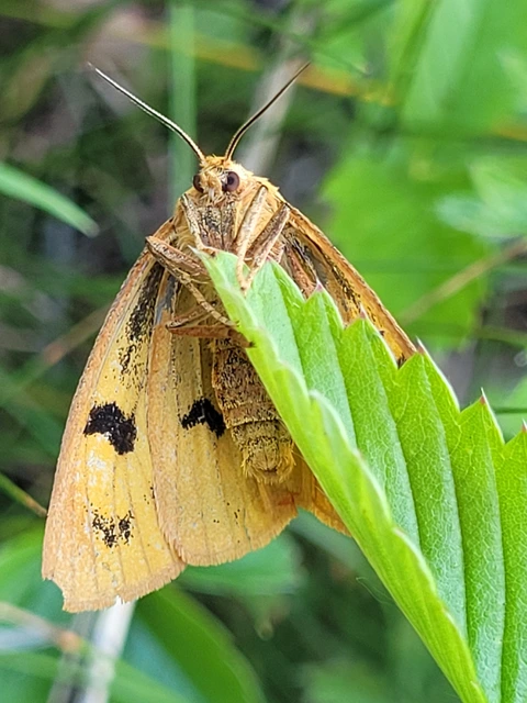Diacrisia sannio - vörösszélű medvelepke
