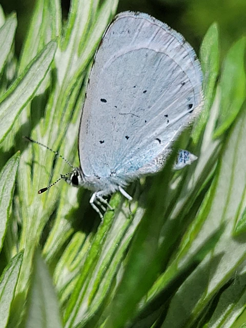 Celastrina argiolus - bengeboglárka