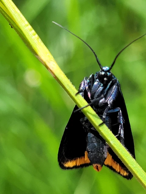 Catastia marginea - fekete karcsúmoly