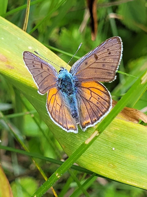 Lycaena alciphron - ibolyás tűzlepke