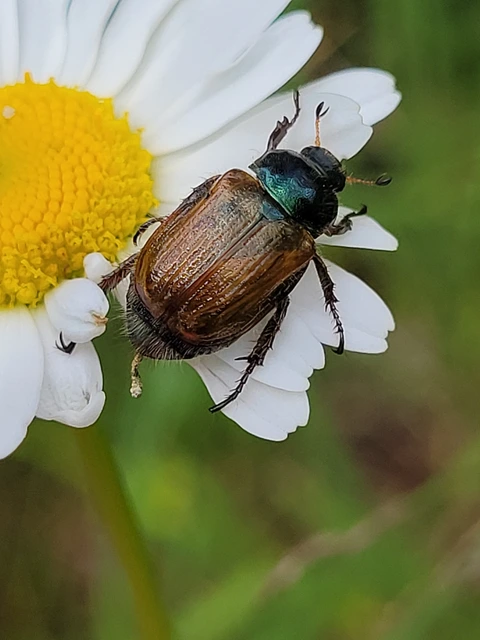 Phyllopertha horticola - kerti szipoly