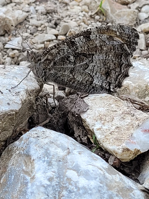 Hipparchia semele - barna szemeslepke