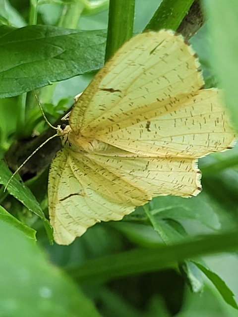 Angerona prunaria - sárga kökényaraszoló