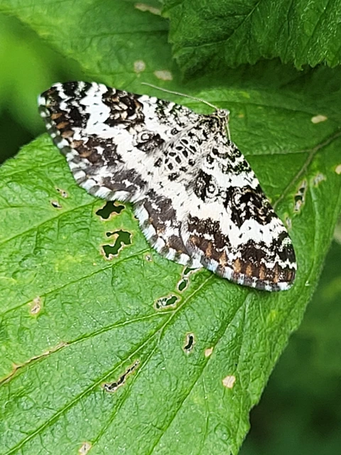 Epirrhoe tristata - gyászos tarkaaraszoló