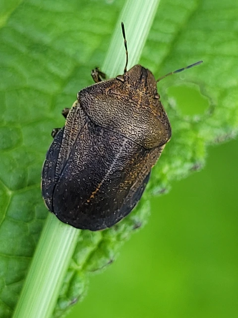 Eurygaster Eurygaster