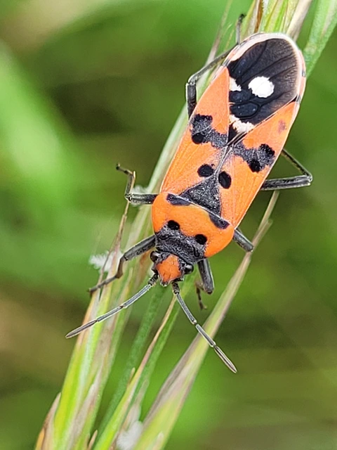 Lygaeus equestris/simulans