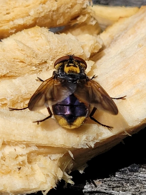 Phasia