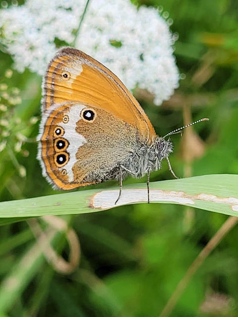 Coenonympha arcania - fehéröves szénalepke