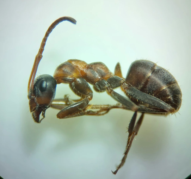Formica rufibarbis - vörös rabszolgahangya
