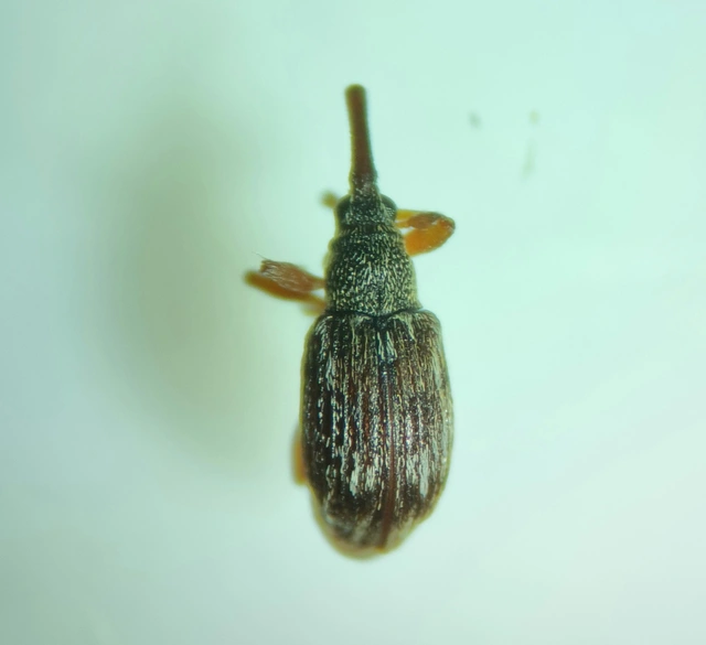 Taeniapion urticarium - csalán-cickányormányos