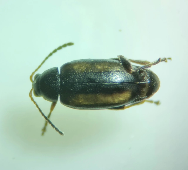 Phyllotreta
