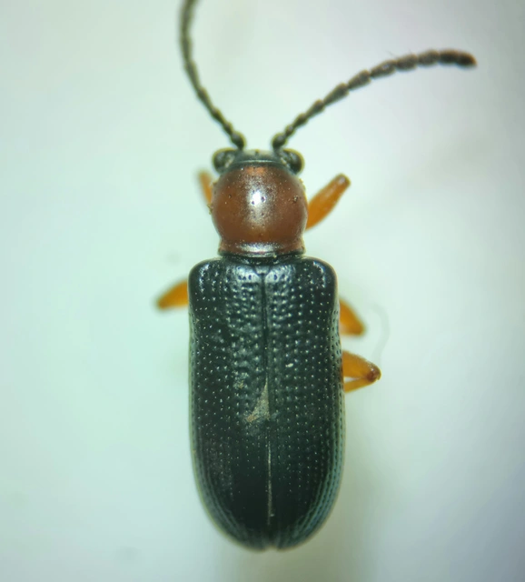 Oulema melanopus - veresnyakú árpabogár