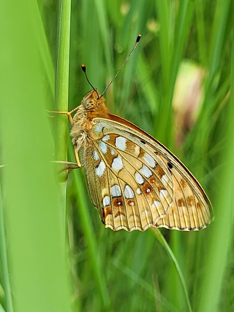 Argynnis adippe - ezüstös gyöngyházlepke