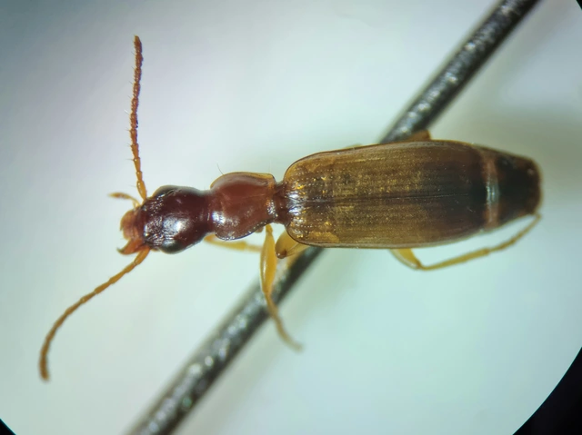 Paradromius linearis - karcsú kéregfutó