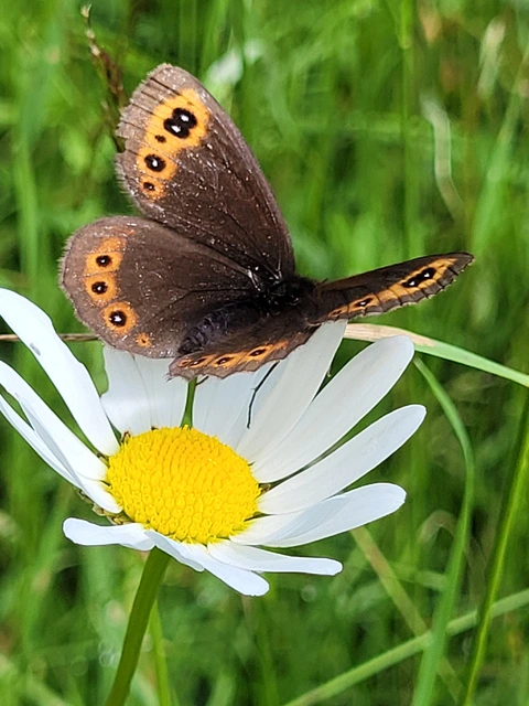 Erebia medusa - tavaszi szerecsenlepke