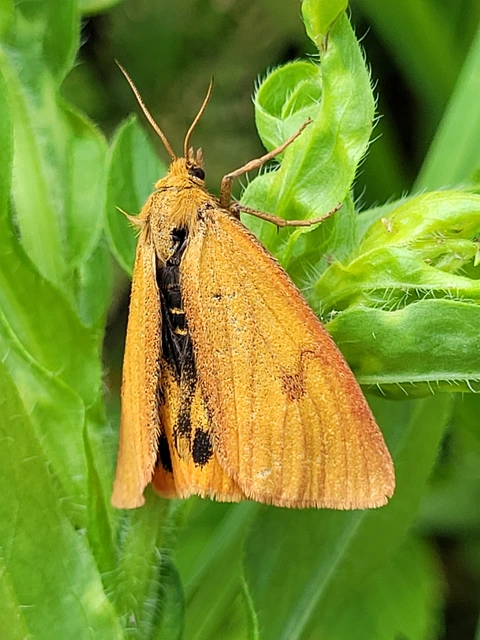 Diacrisia sannio - vörösszélű medvelepke