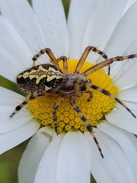 Aculepeira