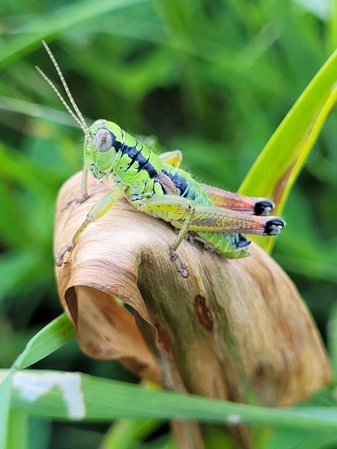 Pseudopodisma nagyi - Nagy-hegyisáska