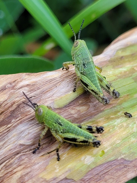 Pseudopodisma nagyi - Nagy-hegyisáska