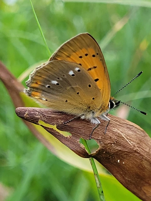 Lycaena virgaureae - arany-tűzlepke