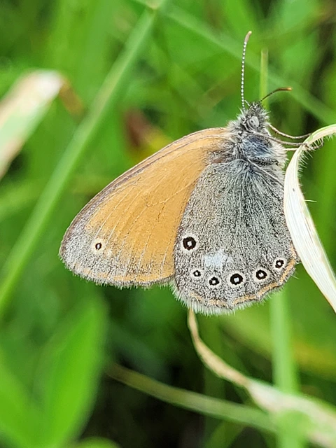 Coenonympha glycerion - közönséges szénalepke