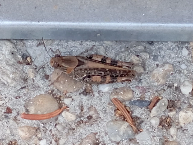 Calliptamus italicus - olaszsáska