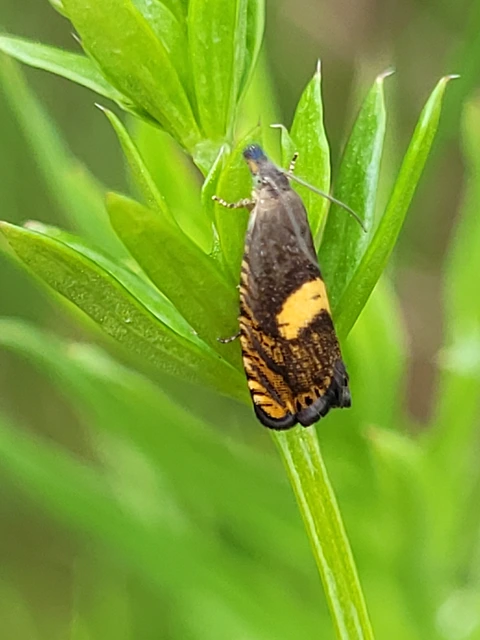 Dichrorampha petiverella - közönséges gyökérfúrómoly