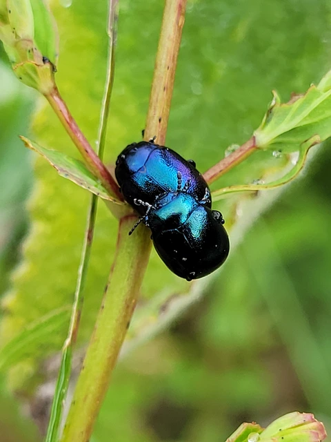 Chrysolina varians - kis orbáncfűlevelész