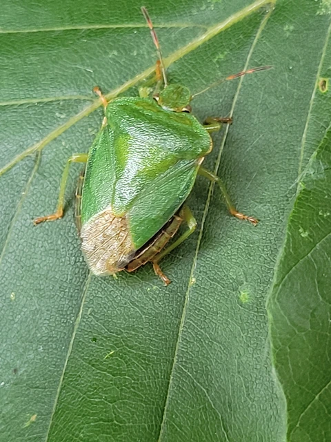 Palomena Palomena