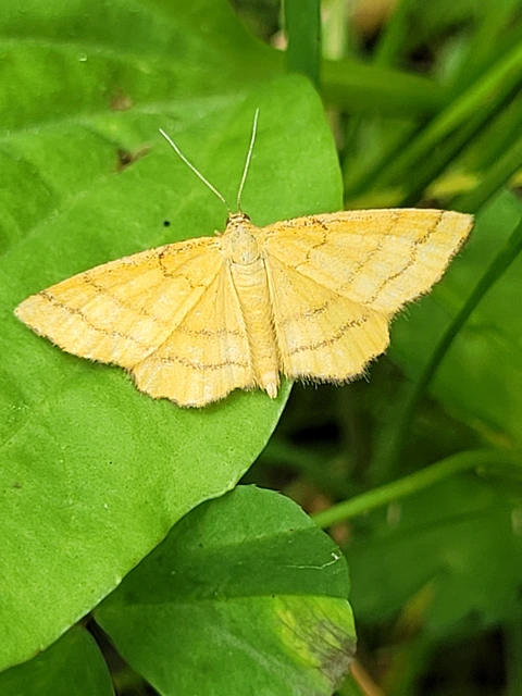 Idaea aureolaria - aranyos sávosaraszoló