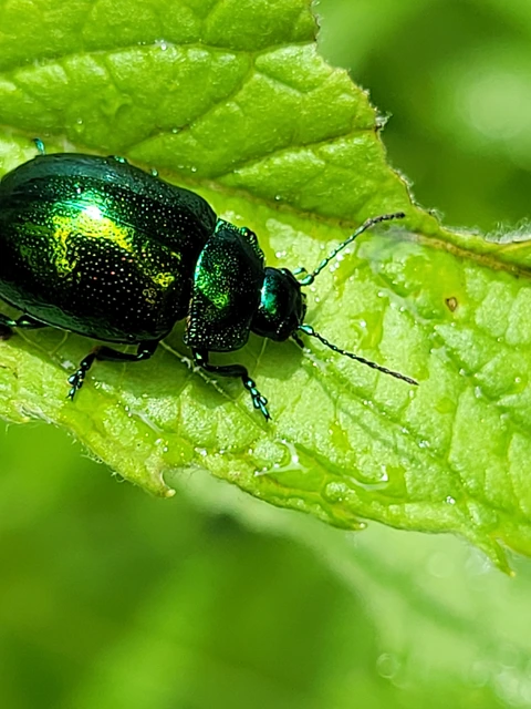 Chrysolina herbacea - zöld mentalevelész