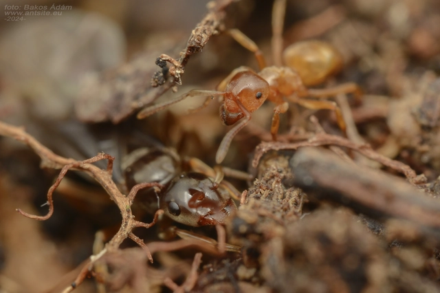 Lasius mixtus - északi borostyánhangya