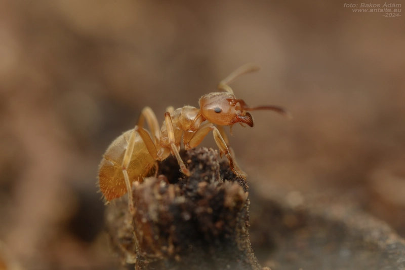 Lasius mixtus - északi borostyánhangya