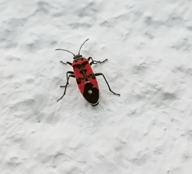Lygaeus equestris/simulans