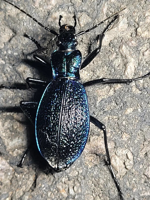Carabus intricatus - kék laposfutrinka