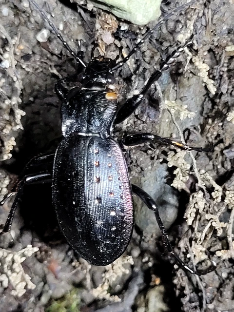 Carabus hortensis - aranypettyes futrinka