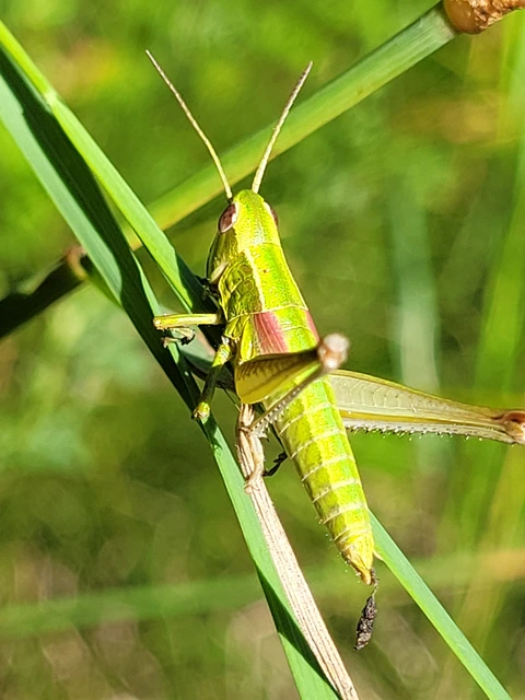 Euthystira brachyptera - smaragdzöld sáska