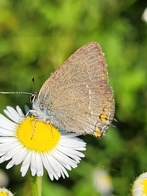 Satyrium spini - kökény-csücsköslepke