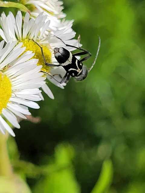Chlorophorus figuratus - rajzos darázscincér