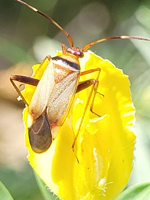 Adelphocoris vandalicus - feketevállú mezeipoloska