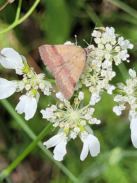 Phytometra viridaria - pirossávos bagoly