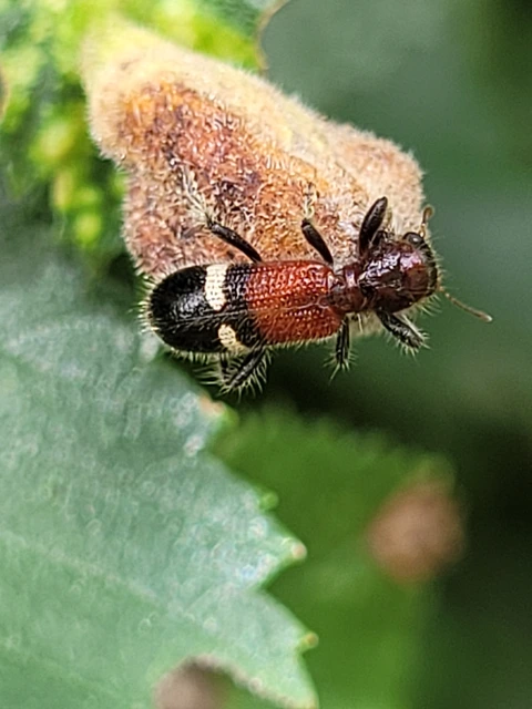 Tilloidea unifasciata - szőlő-szúfarkas
