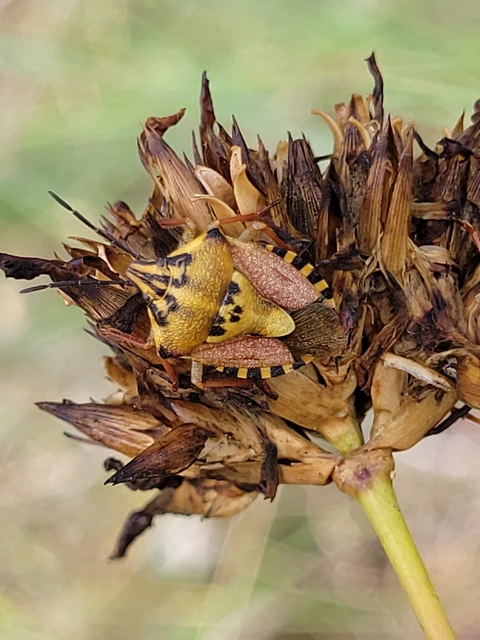 Carpocoris Carpocoris