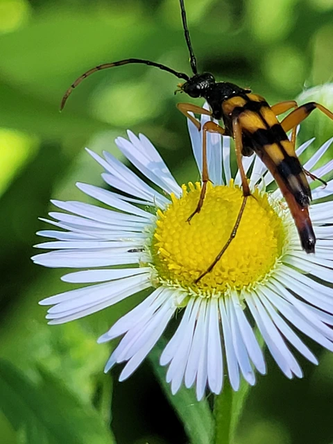 Strangalia attenuata - nyurgacincér
