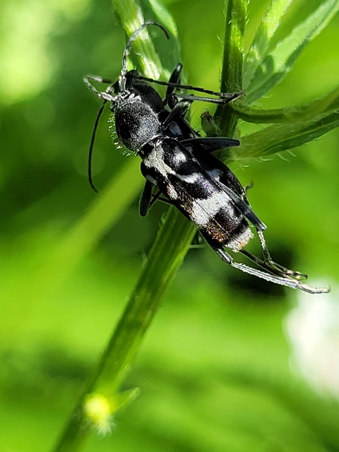 Chlorophorus figuratus - rajzos darázscincér
